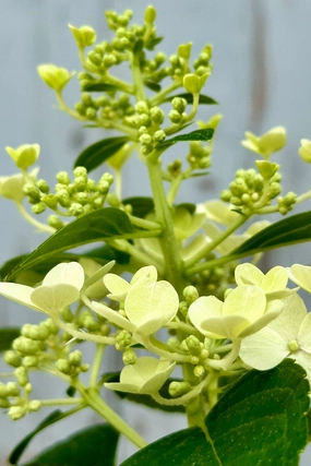 Hydrangea p 'Little Quick Fire' #2 decorative flowerpot  