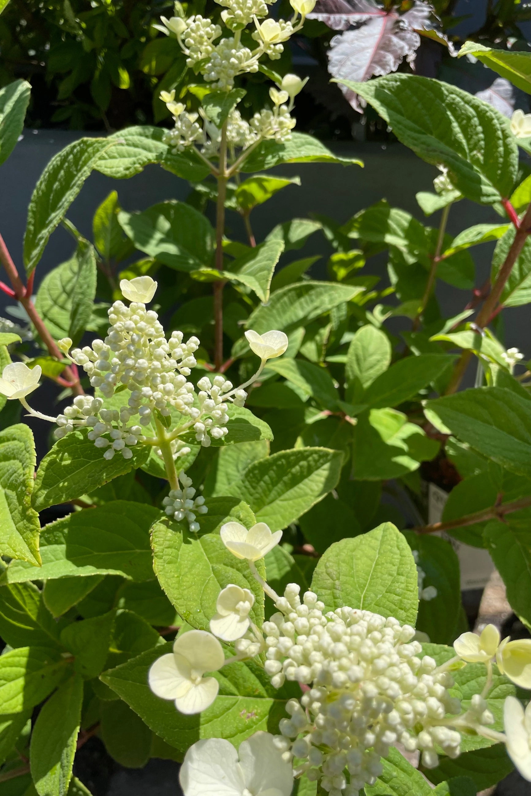 Hydrangea p 'Quick Fire' #2