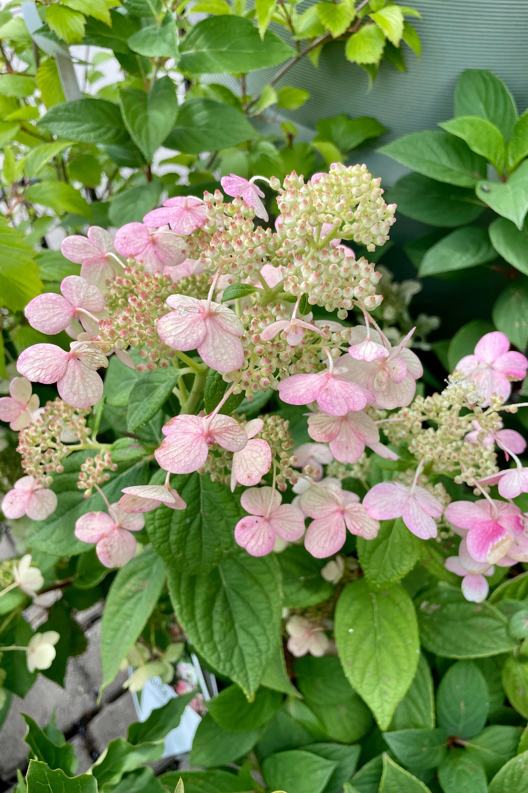 Hydrangea p 'Quick Fire' #2 decorative flowerpot  