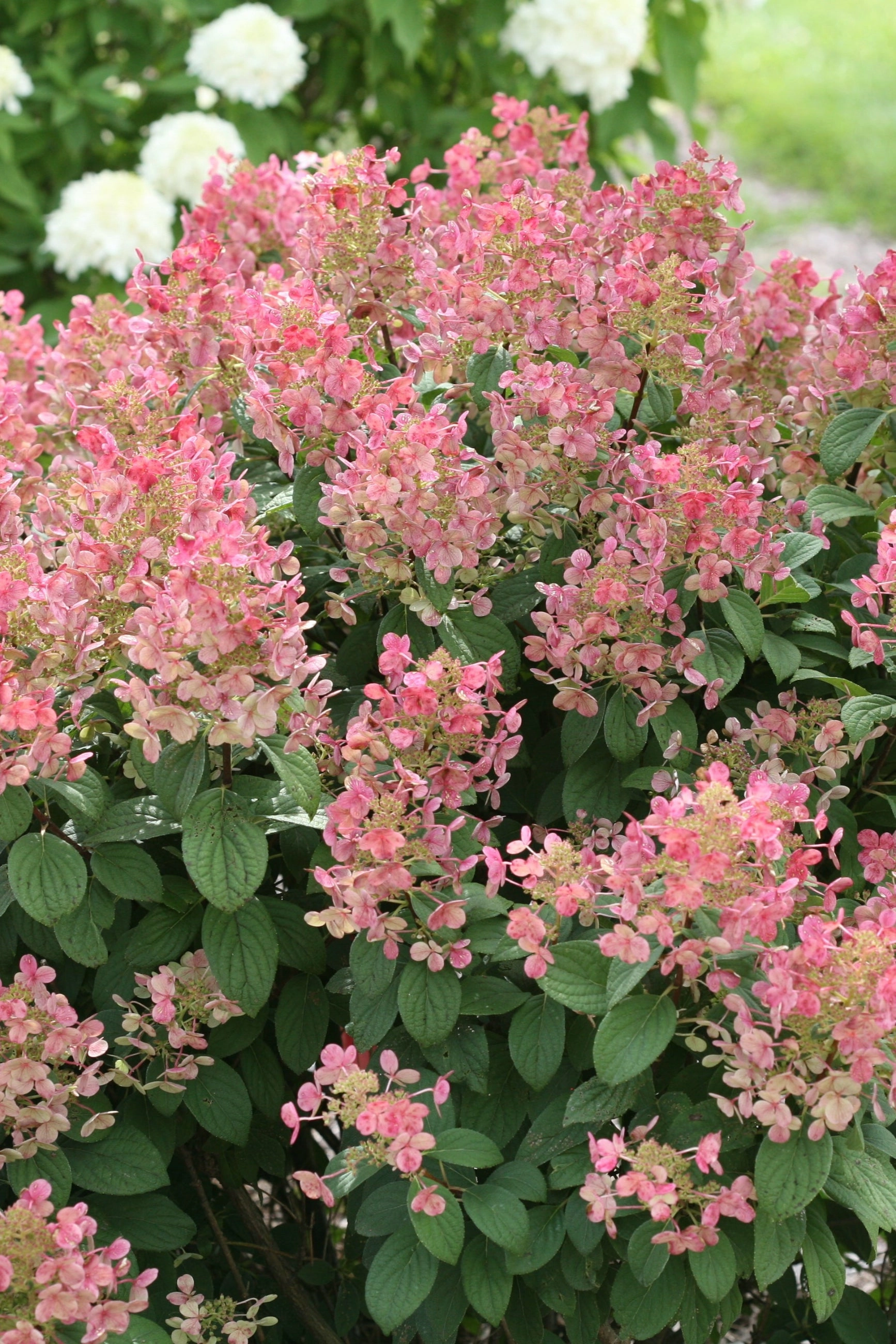 Hydrangea p 'Quick Fire' #2