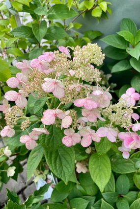 Hydrangea p 'Quick Fire' #2 decorative flowerpot  