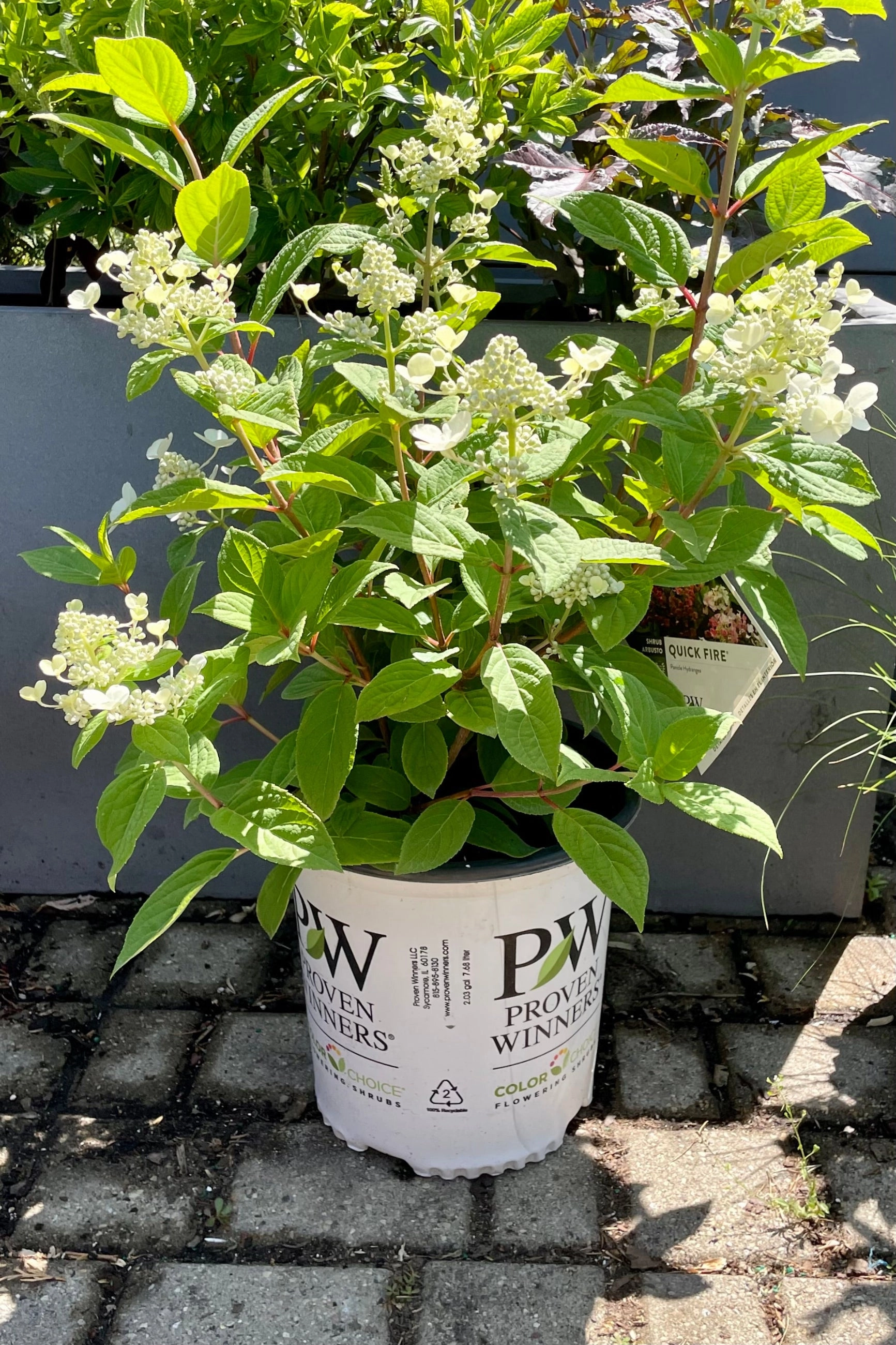 Hydrangea p 'Quick Fire' #2