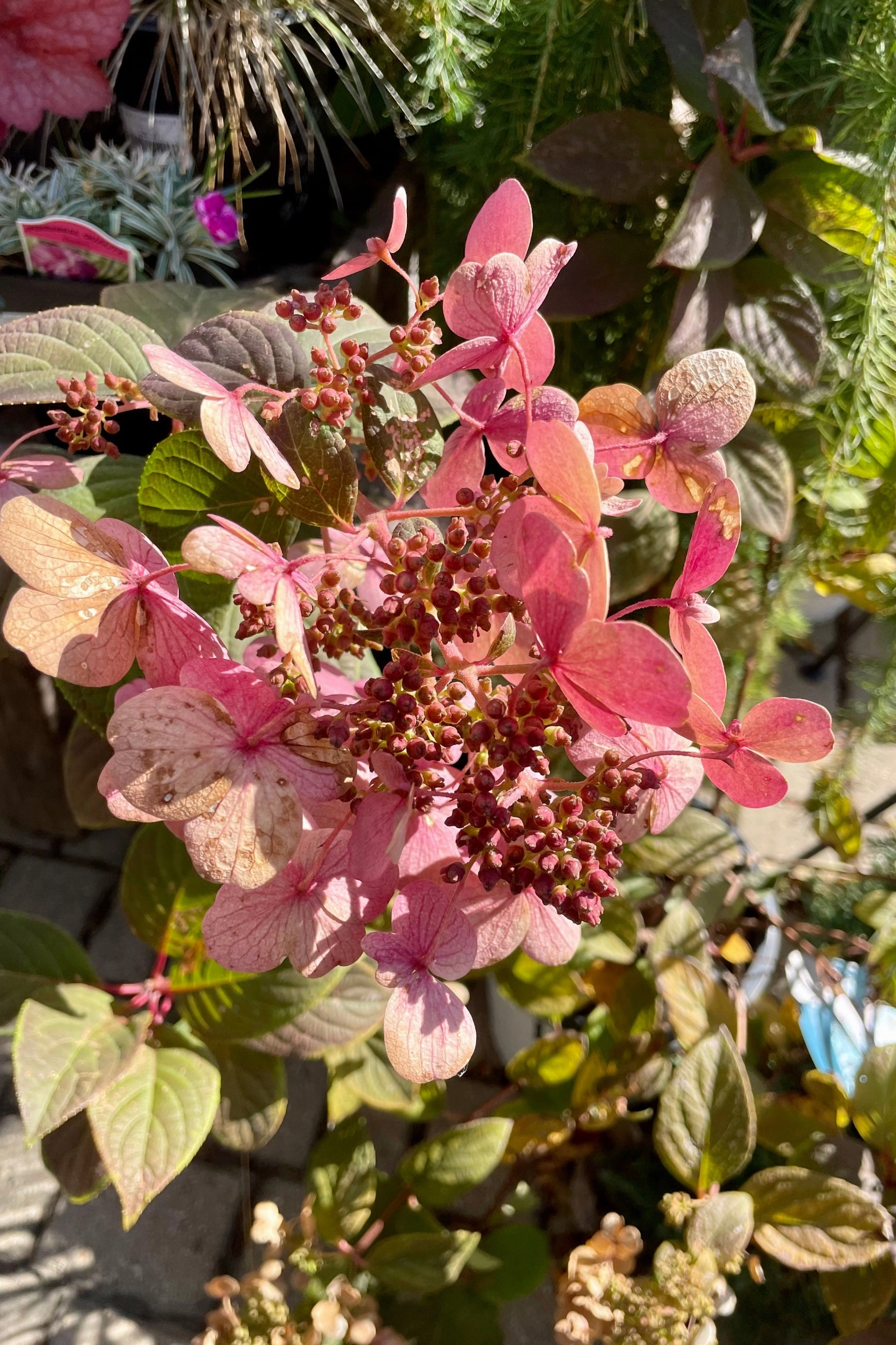 Hydrangea p 'Quick Fire' #2