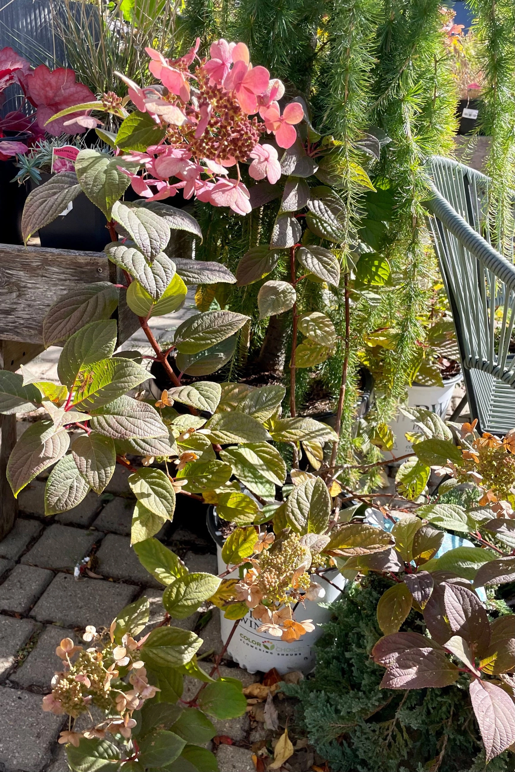 Hydrangea p 'Quick Fire' #2