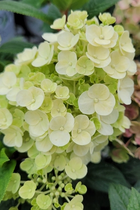 Hydrangea p 'Quick Fire' Standard decorative flowerpot  
