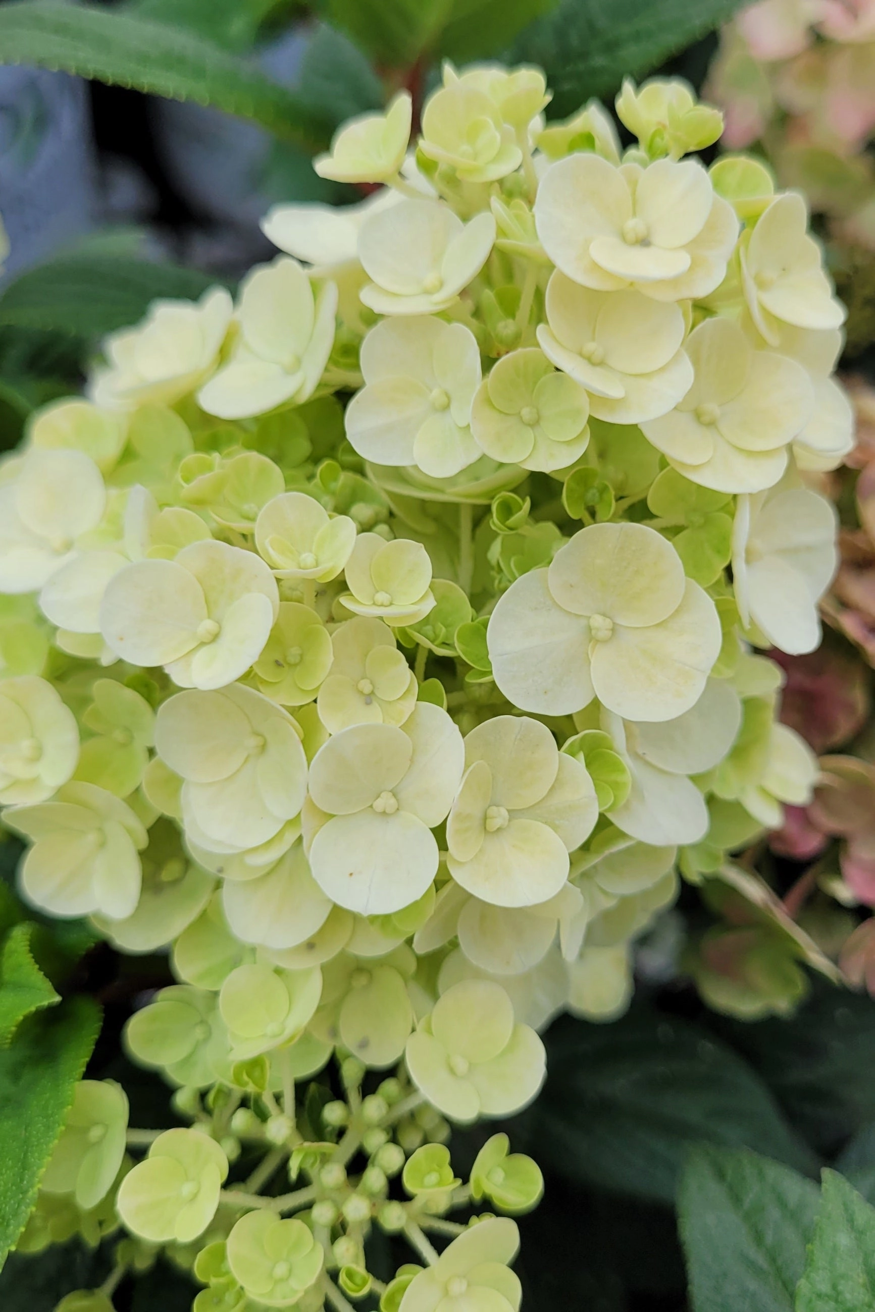 Hydrangea p 'Quick Fire' Standard decorative flowerpot  
