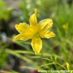 Hyperion Daylily | Hemerocallis traditional flower vase  