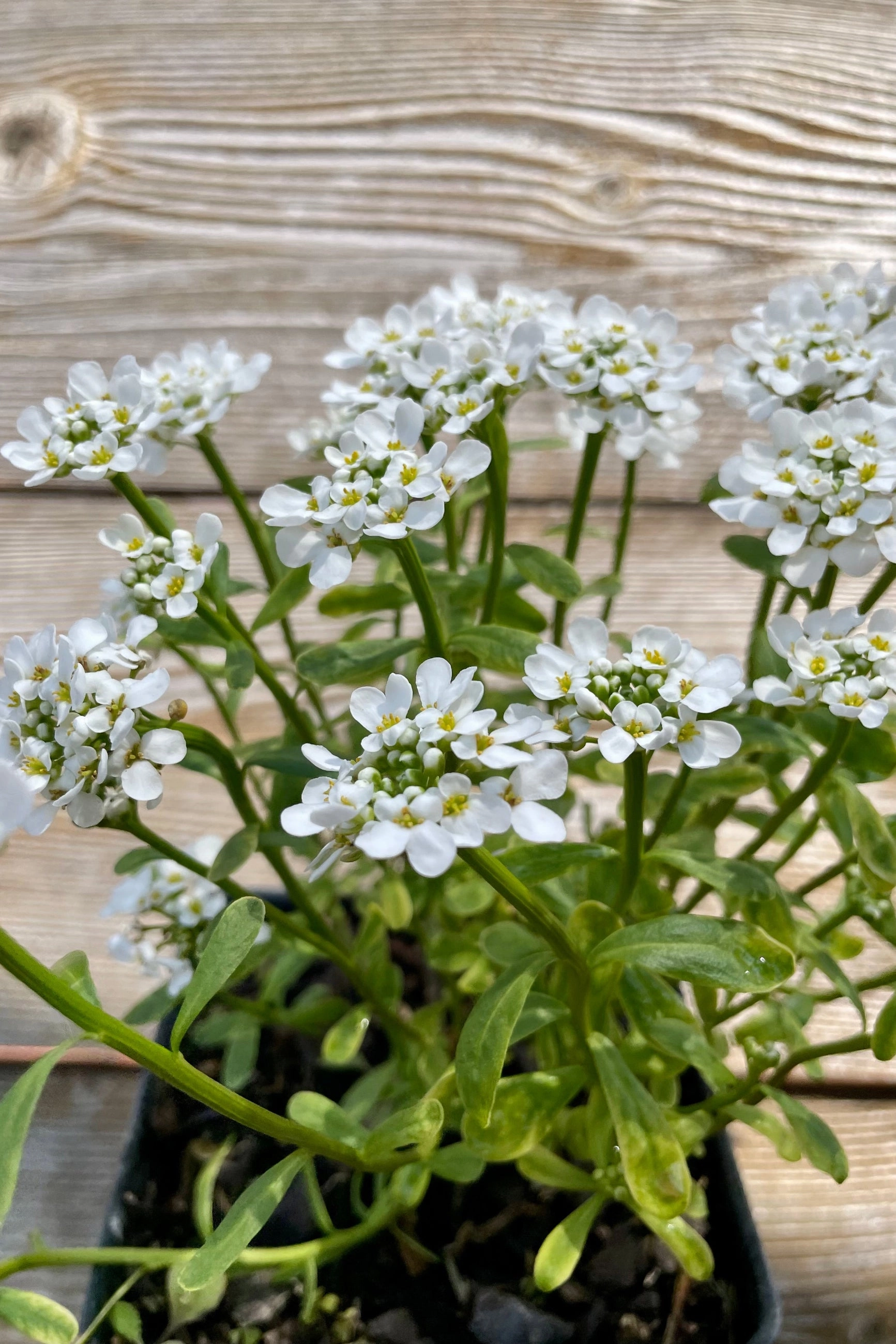 Iberis 'Purity' 1 Qt