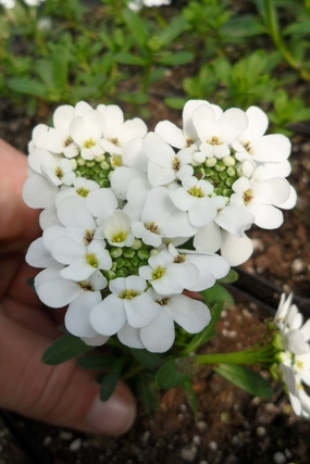 Iberis 'Purity' 1 Qt decorative flowerpot  