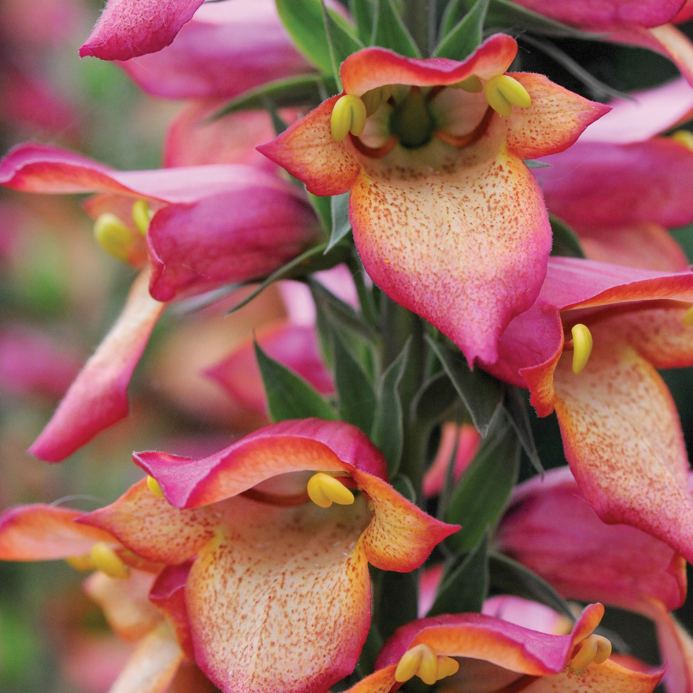 Illumination Flame Hybrid Foxglove | Digiplexis 'Flame'