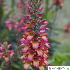Illumination Flame Hybrid Foxglove | Digiplexis 'Flame' traditional flower vase  