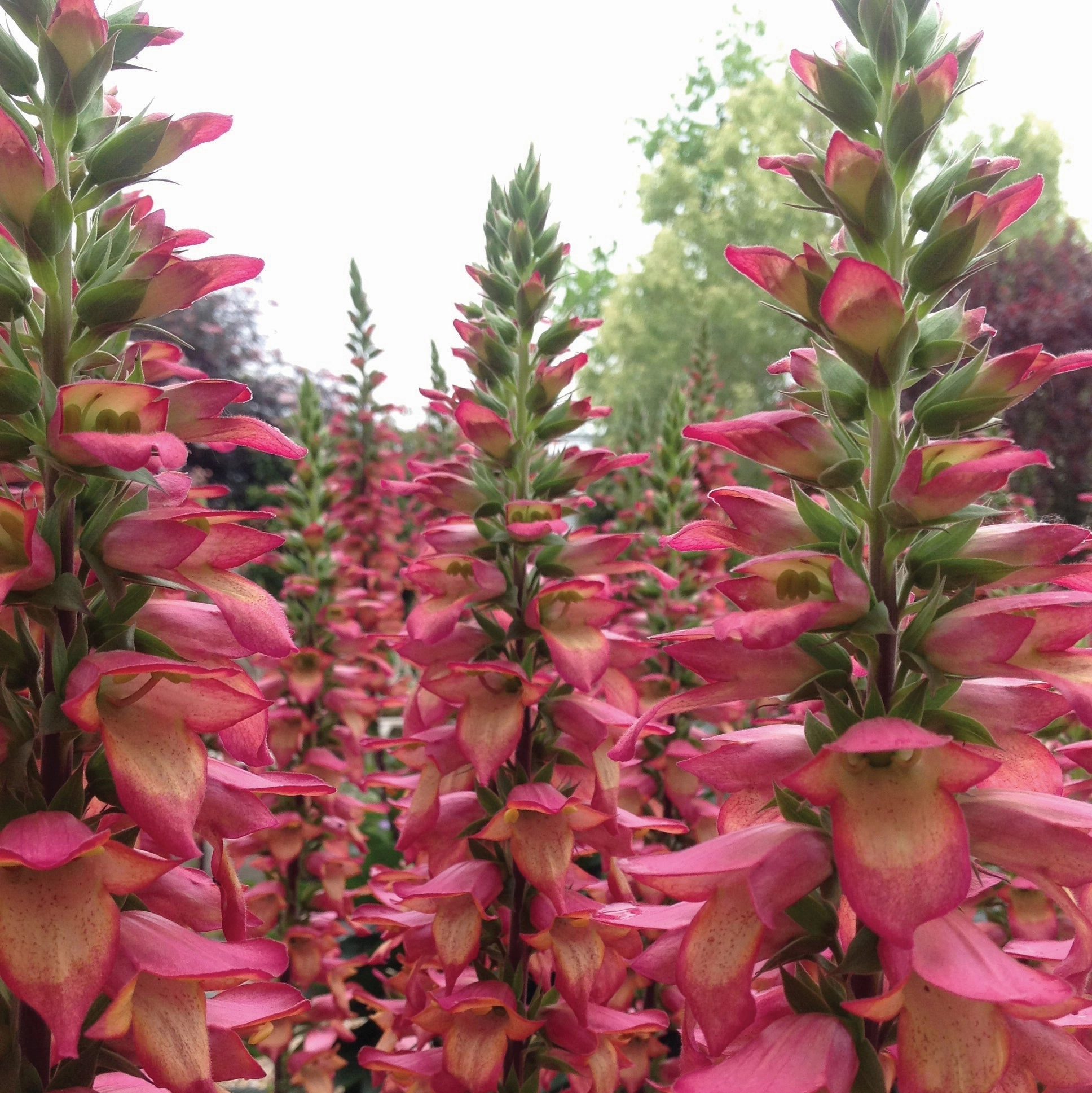 Illumination Flame Hybrid Foxglove | Digiplexis 'Flame'
