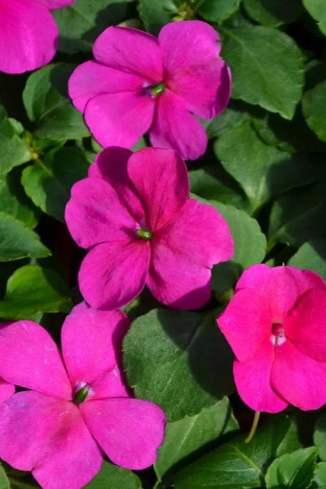 Impatiens (assorted) 4.5"