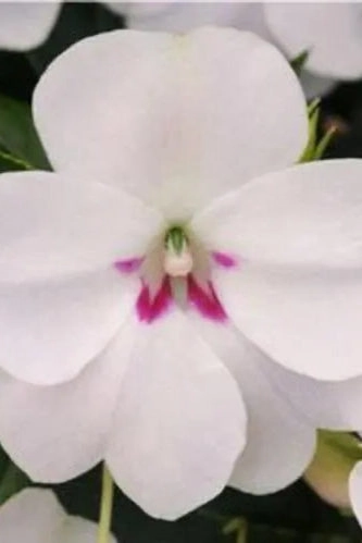 Impatiens (assorted) 4.5"