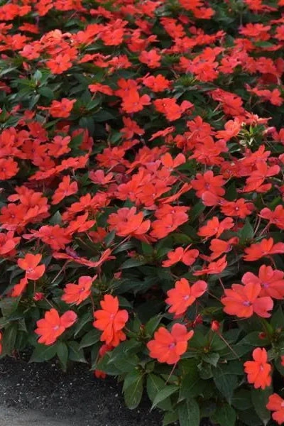 Impatiens (assorted) 4.5"