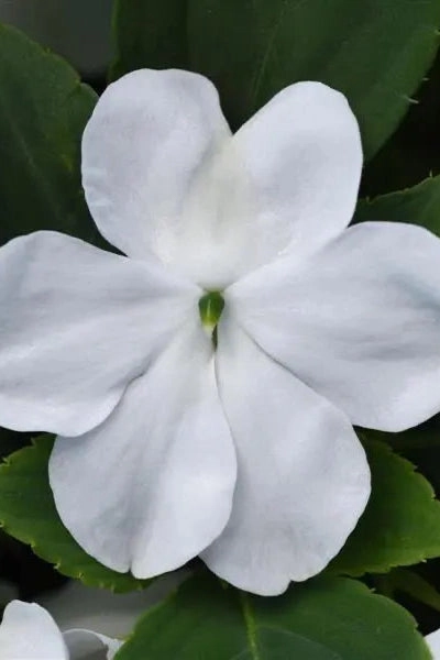 Impatiens (assorted) 4.5"