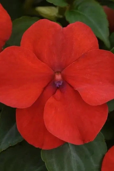 Impatiens (assorted) 4.5"