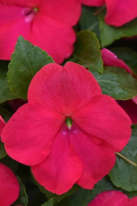 Impatiens (assorted) 4.5"
