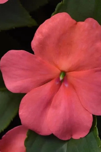 Impatiens (assorted) 4.5" decorative flowerpot  