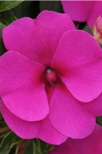 Impatiens (assorted) 4.5"