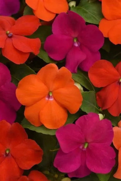 Impatiens (assorted) 4.5"