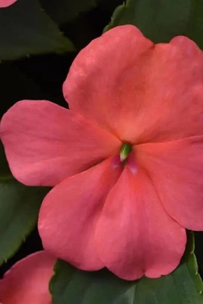Impatiens (assorted) 4.5" decorative flowerpot  