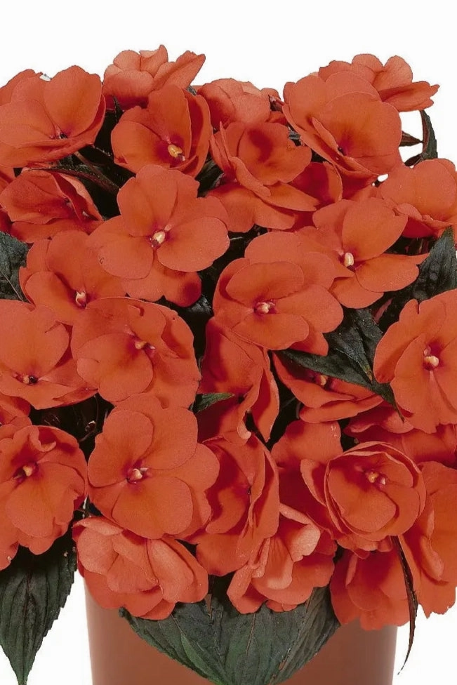 Impatiens "New Guinea" (assorted) 4.5"