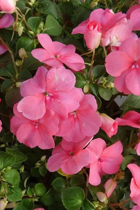Impatiens "New Guinea" (assorted) 4.5"