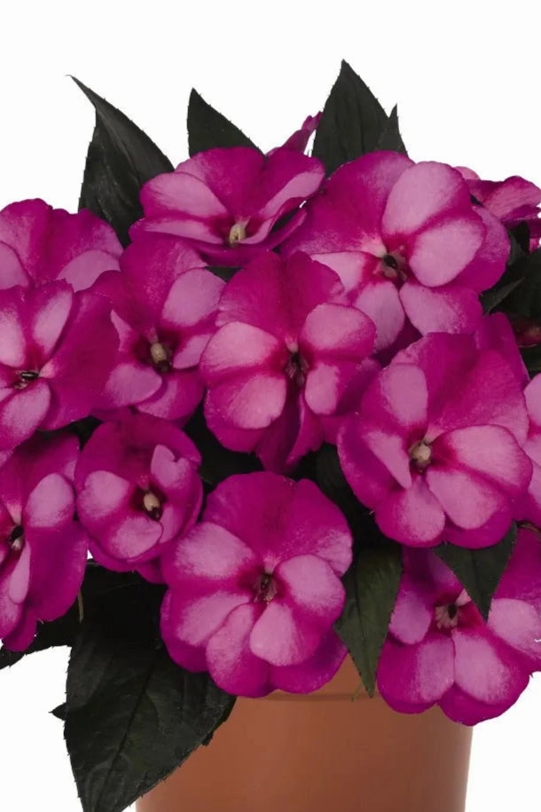Impatiens "New Guinea" (assorted) 4.5"