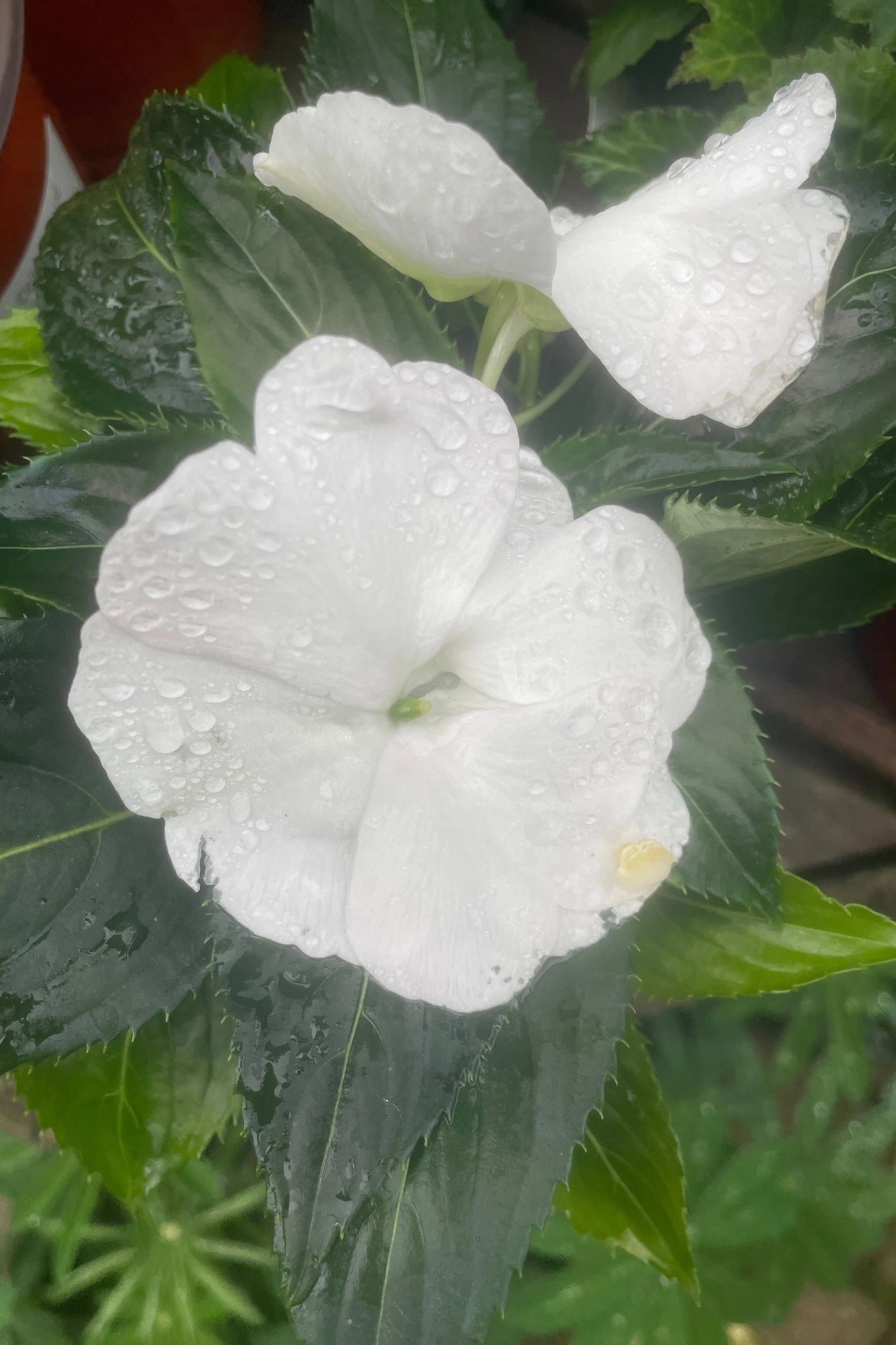 Impatiens "New Guinea" (assorted) 4.5"