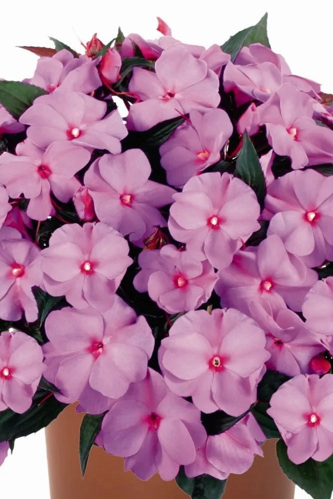 Impatiens "New Guinea" (assorted) 4.5"