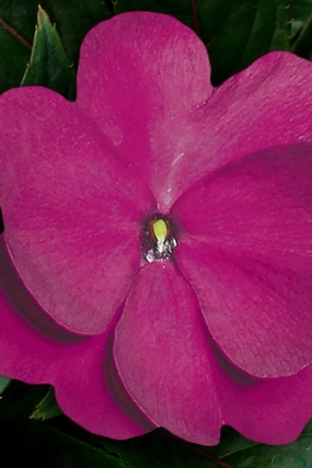Impatiens "New Guinea" (assorted) 4.5" decorative flowerpot  