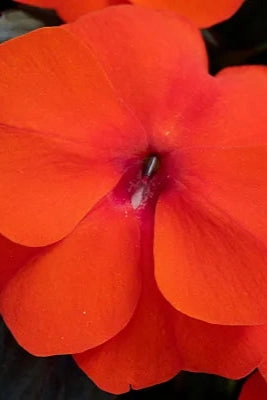 Impatiens "New Guinea" (assorted) 4.5"
