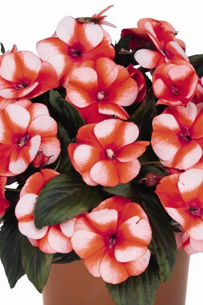 Impatiens "New Guinea" (assorted) 4.5"