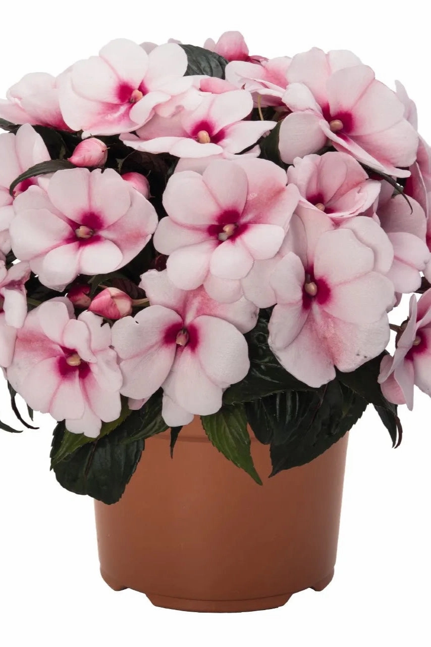 Impatiens "New Guinea" (assorted) 4.5"