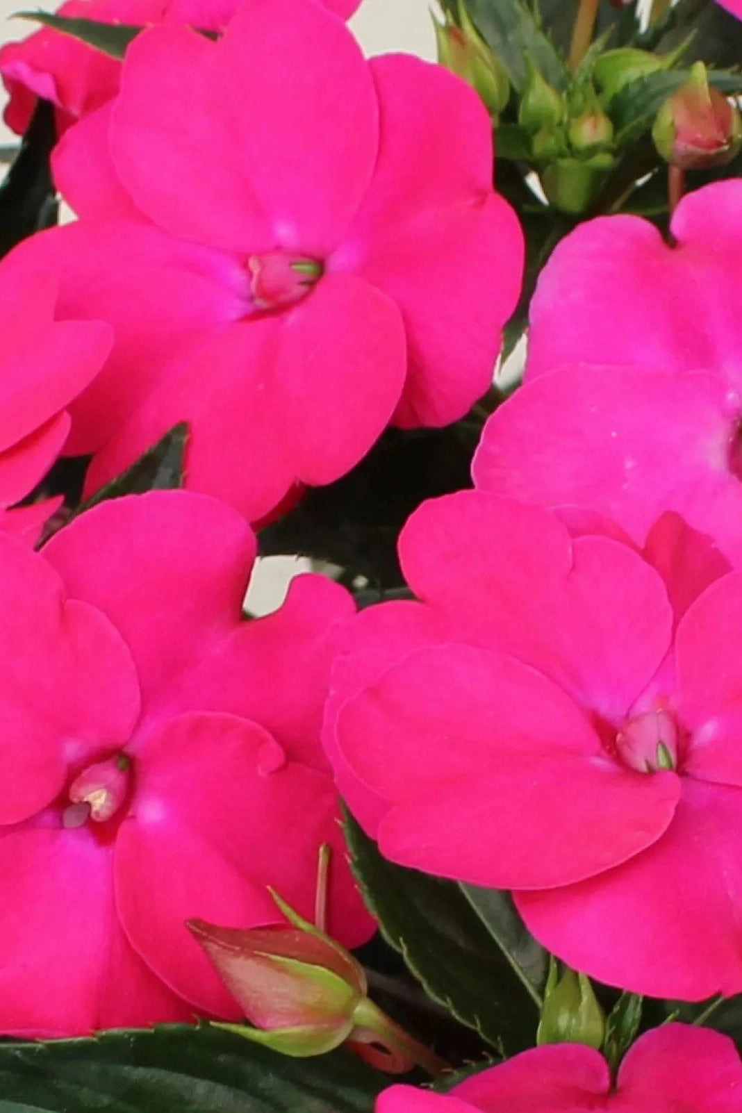 Impatiens x hybrida 'Sunpatients' (assorted) 4.5"