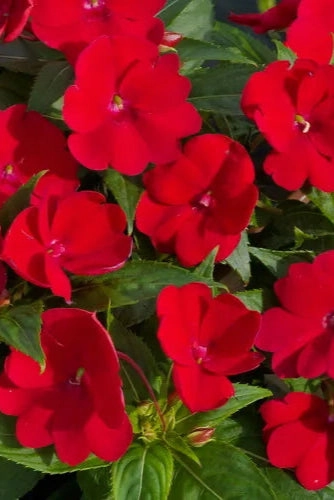 Impatiens x hybrida 'Sunpatients' (assorted) 4.5"