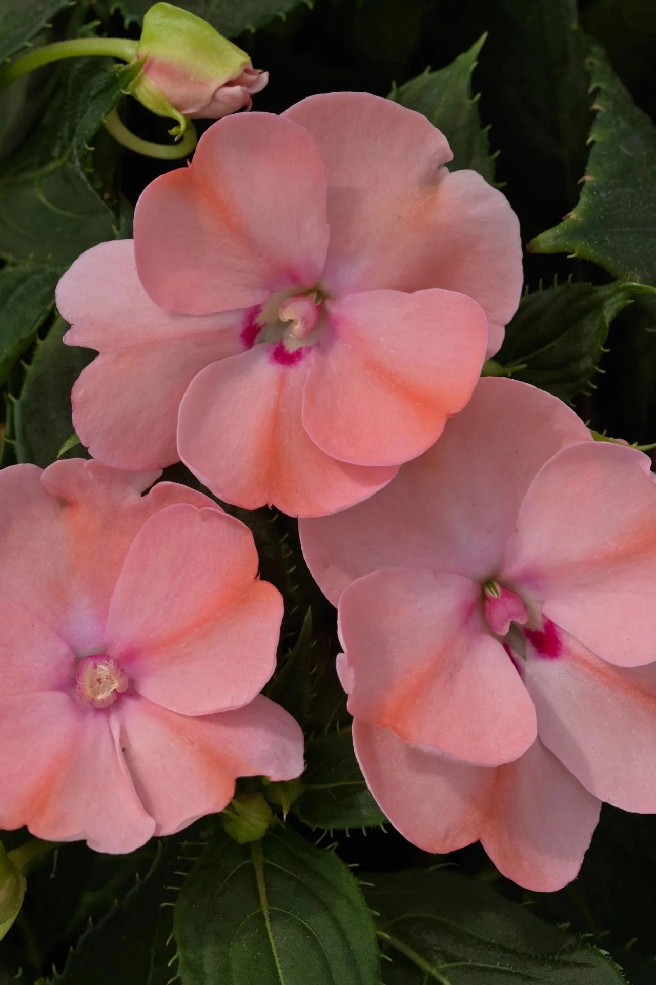 Impatiens x hybrida 'Sunpatients' (assorted) 4.5"
