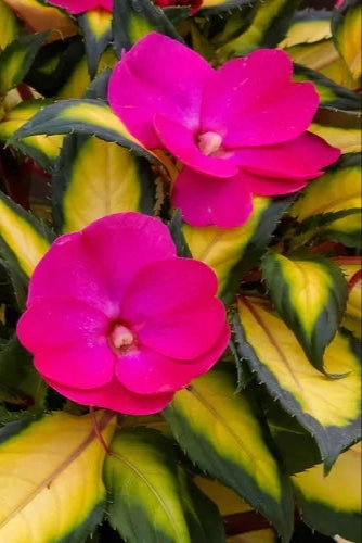 Impatiens x hybrida 'Sunpatients' (assorted) 4.5"