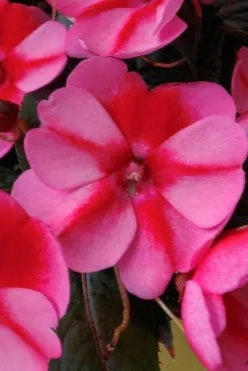 Impatiens x hybrida 'Sunpatients' (assorted) 4.5"