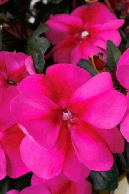 Impatiens x hybrida 'Sunpatients' (assorted) 4.5"