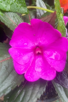 Impatiens x hybrida 'Sunpatients' (assorted) 4.5" decorative flowerpot  