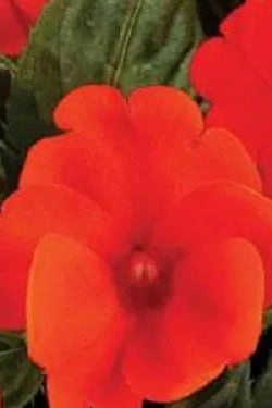 Impatiens x hybrida 'Sunpatients' (assorted) 4.5"
