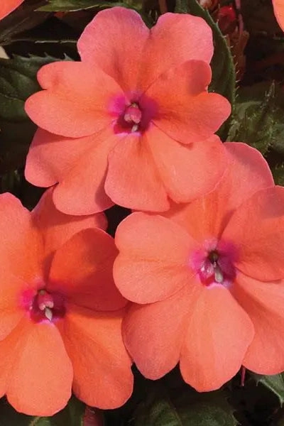 Impatiens x hybrida 'Sunpatients' (assorted) 4.5"
