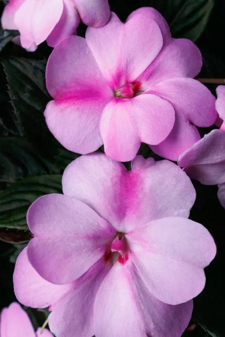 Impatiens x hybrida 'Sunpatients' (assorted) 4.5"