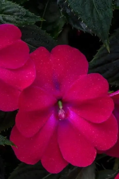 Impatiens x hybrida 'Sunpatients' (assorted) 4.5"