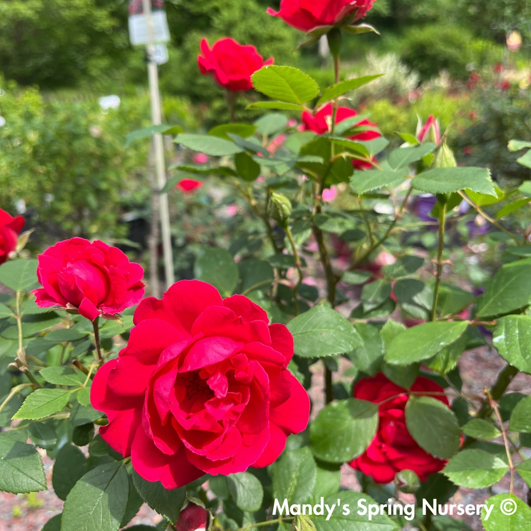 Improved Blaze Climbing Rose traditional flower vase  