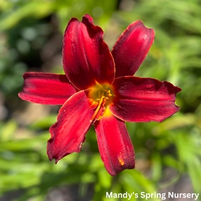 Indian Love Call Daylily | Hemerocallis traditional flower vase  
