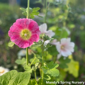 Indian Spring Hollyhock Mix | Alcea rosea traditional flower vase  