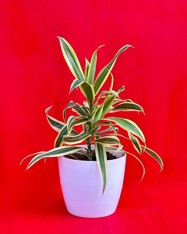 Indoor Combo Of Jade Plant And Song Of India